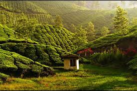 Best Things to Do In Munnar