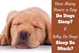How much sleep dog need