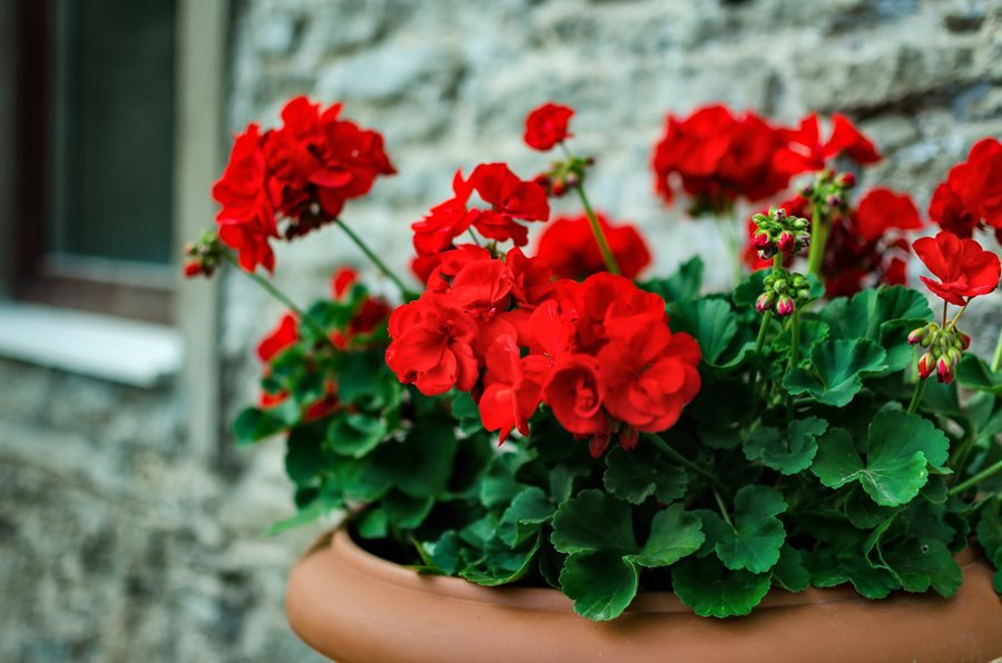 How to grow geranium in step by step